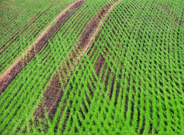 Country landscape with field. — Stock Photo, Image