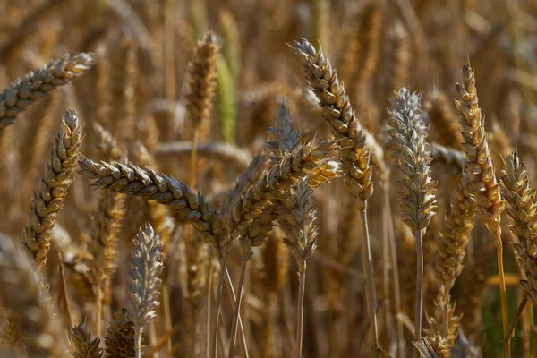 Cultivo de trigo de grano . — Foto de Stock