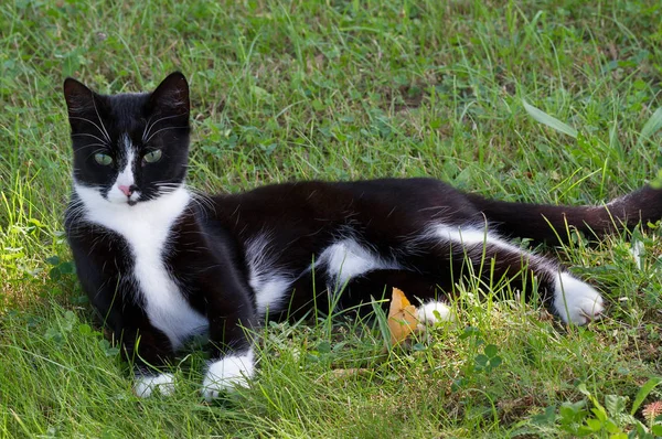 Entzückende schwarz-weiße Katze. — Stockfoto