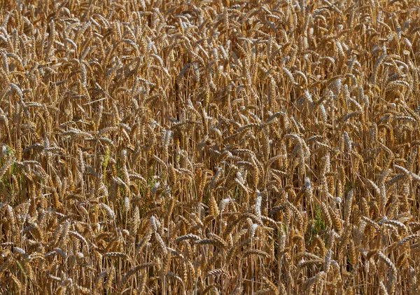 粮食小麦生长. — 图库照片