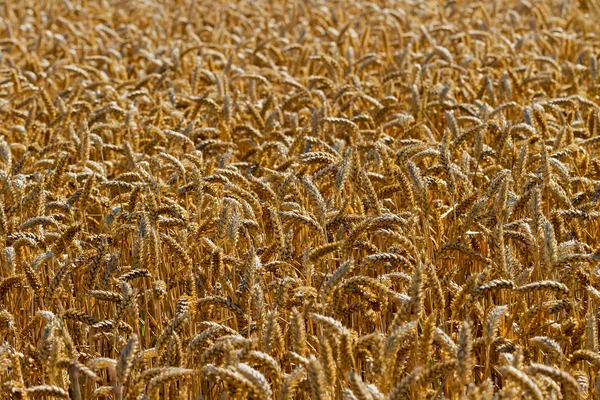 Gebied van rijpe tarwe. — Stockfoto