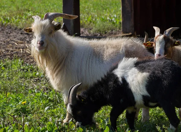 Ziegen im Bauernhof. — Stockfoto