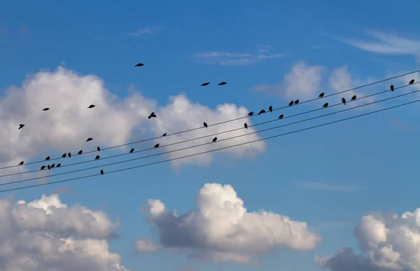 Birds on wires. — Stock Photo, Image