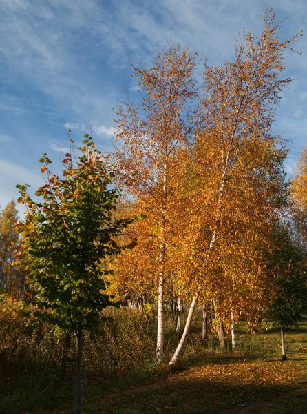 Barevné listí v parku. — Stock fotografie