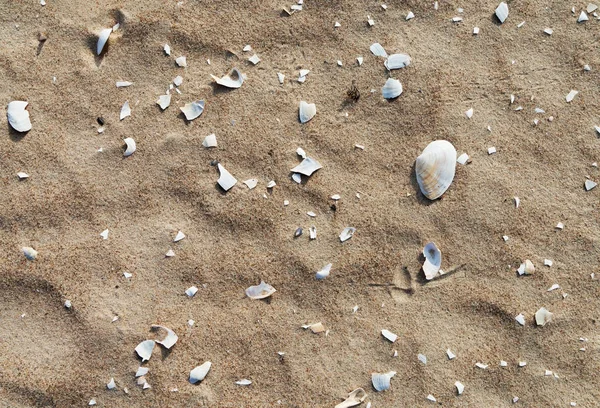 Kagylók a homokon. — Stock Fotó