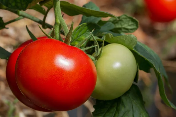 Tomates em um ramo. — Fotografia de Stock