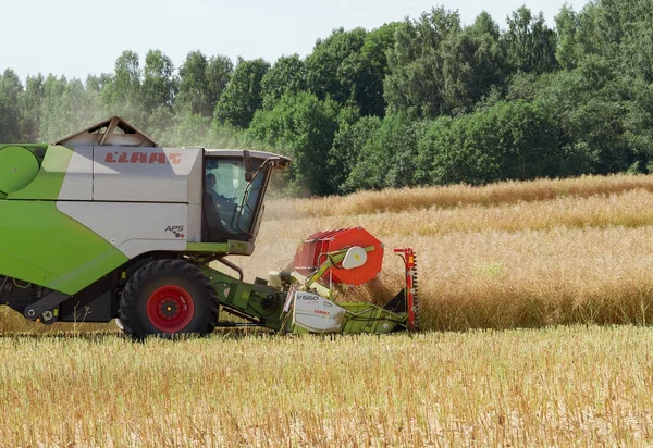 Big combine in canola. — Stock Photo, Image