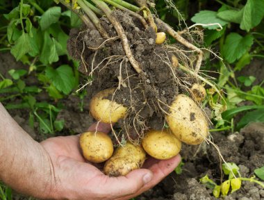 Erkek elinde patates.
