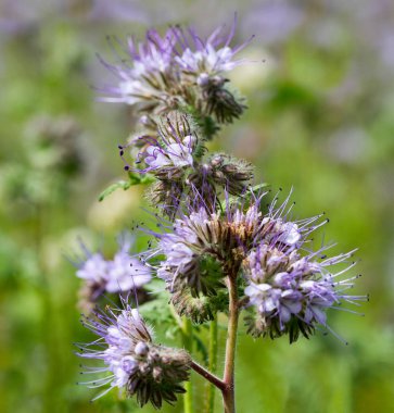 Tatlım bitkiler phacelia.