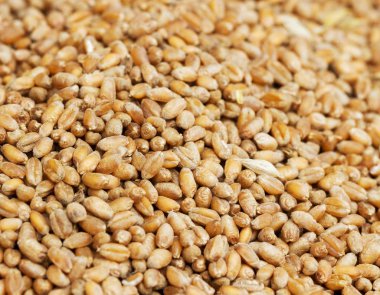 Olgun tahıl yüzey.