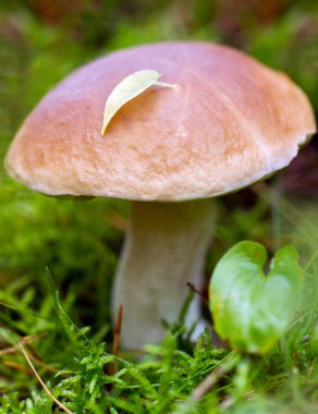 Büyük yenilebilir mantar.