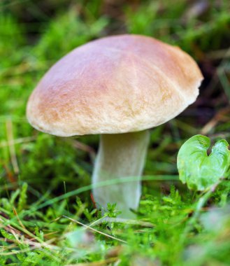 Büyük yenilebilir mantar.