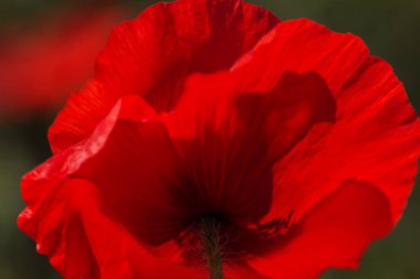 kırmızı gelincik çiçekleri.