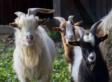 Keçi çiftliğinde.