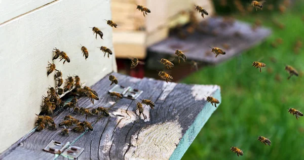 蜂蜜の蜂が群れ. — ストック写真