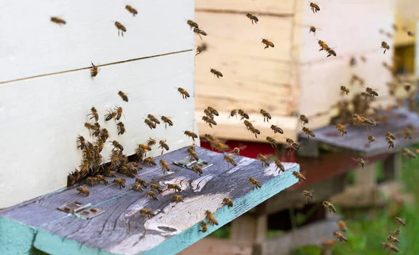 Las abejas melíferas son enjambre . —  Fotos de Stock
