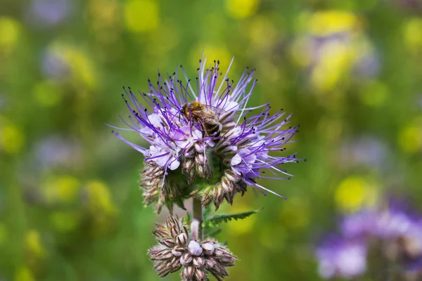 Honey bee on flower. — Stock Photo, Image