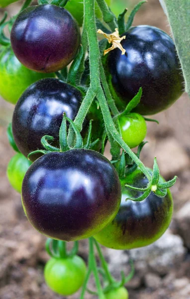 Brunch de tomates pretos . — Fotografia de Stock