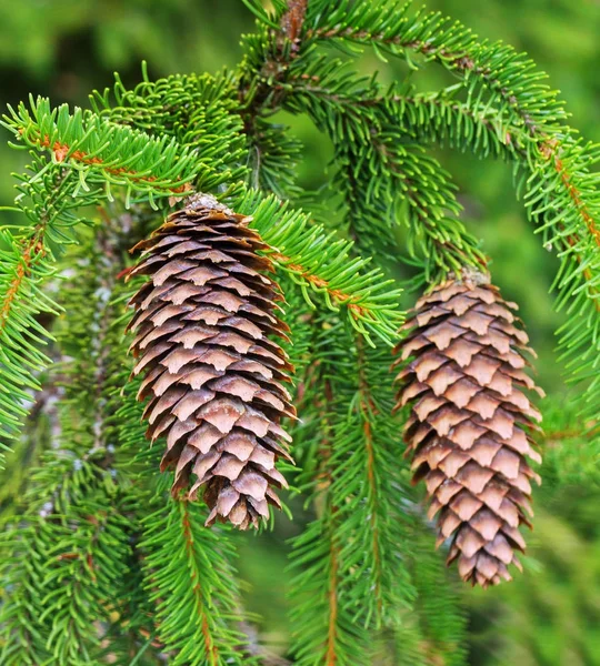 Abeto com cones . — Fotografia de Stock