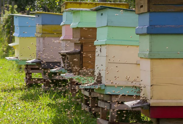 Bal arıları sürüsü vardır. — Stok fotoğraf