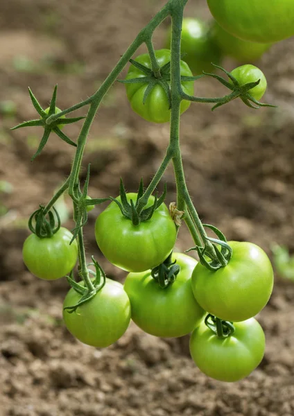Tomates sur une branche. — Photo