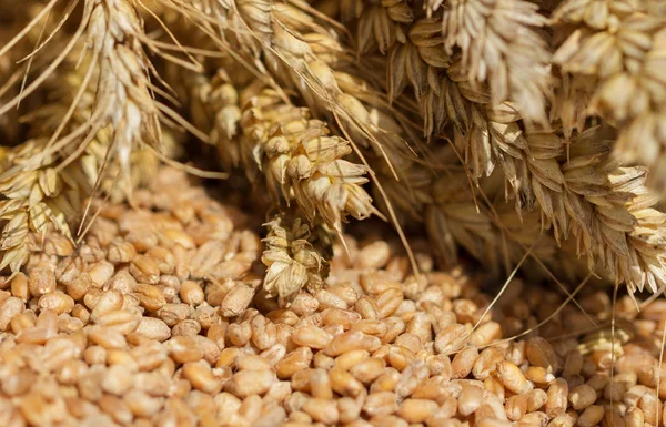 Superficie del grano maturo . — Foto Stock