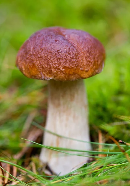 Grote eetbare paddenstoel. — Stockfoto