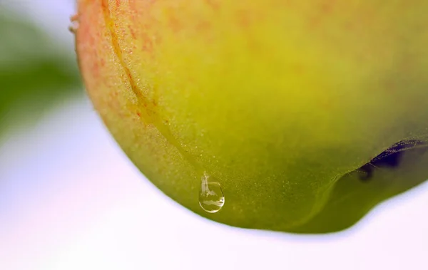 Onderdeel van apple in een ochtend. — Stockfoto