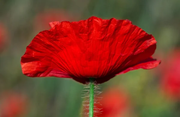 赤いケシの花. — ストック写真