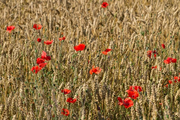 Kırmızı gelincik çiçekleri. — Stok fotoğraf