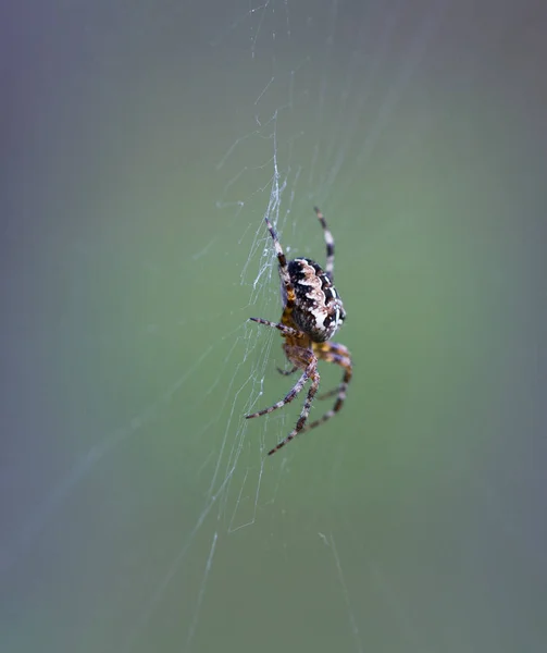 Het spinnenweb. — Stockfoto