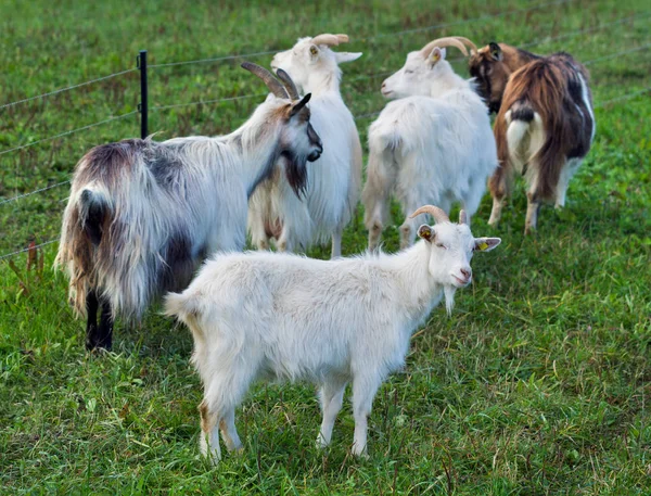 Ziegen im Bauernhof. — Stockfoto