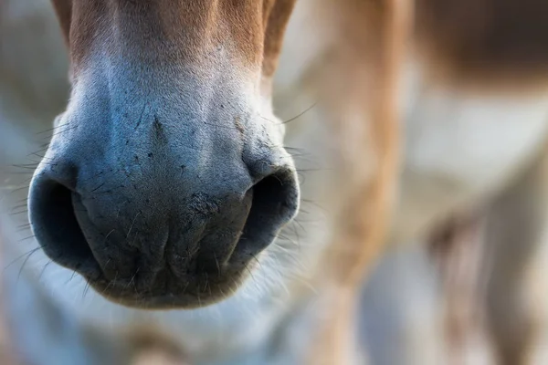 Frisk häst näsa. — Stockfoto