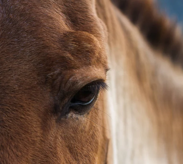 Portrét krásné červené koně. — Stock fotografie