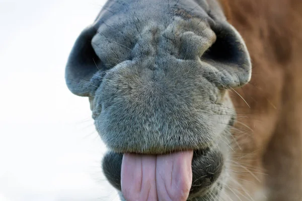 Frisk häst näsa. — Stockfoto