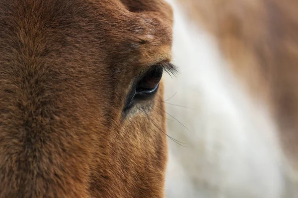 Ritratto di bel cavallo rosso . — Foto Stock