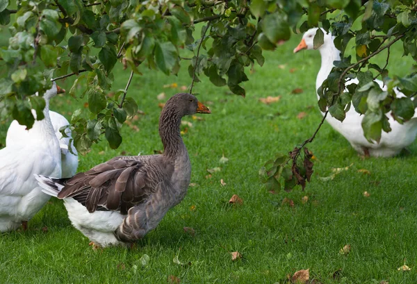 Goose no prado . — Fotografia de Stock