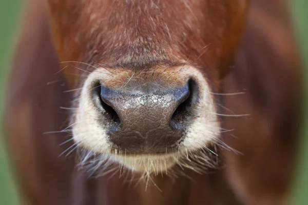 Nasse Nase der Kuh. — Stockfoto