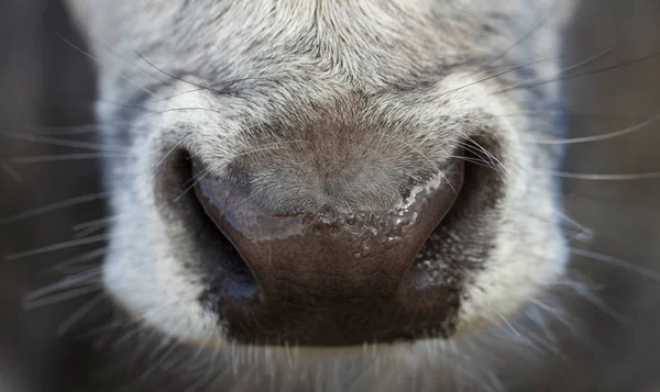 Natte neus van koe. — Stockfoto
