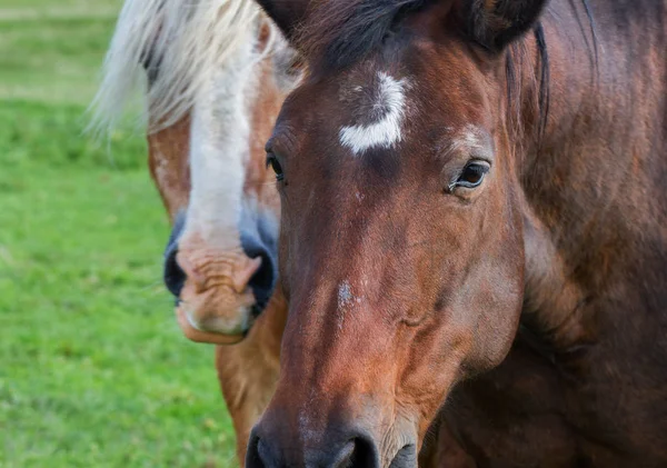 Två lugna hästar. — Stockfoto