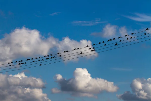 Birds on wires. — Stock Photo, Image