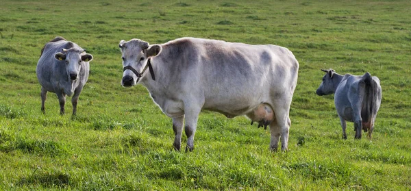 Modrá krávy v poli. — Stock fotografie