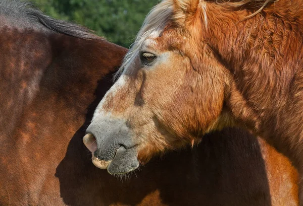 Två lugna hästar. — Stockfoto