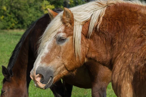 Dos caballos tranquilos . — Foto de Stock