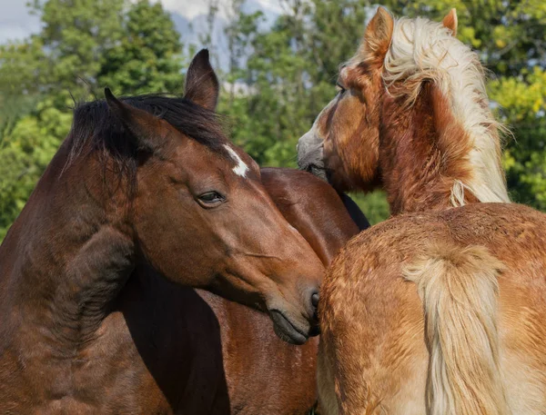 Dois cavalos calmos . — Fotografia de Stock