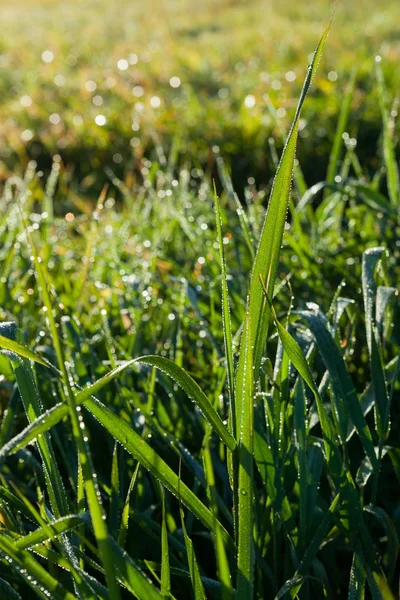 Orvalho em uma grama verde . — Fotografia de Stock