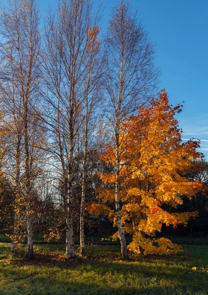 Colorful foliage in the park. — Stock Photo, Image