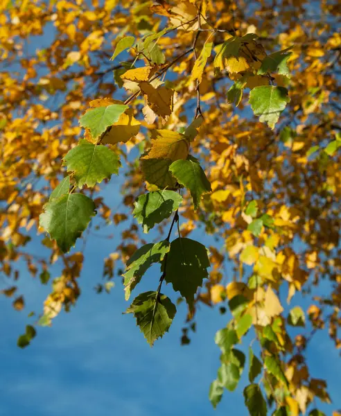 Красочная листва в осеннем парке . — стоковое фото