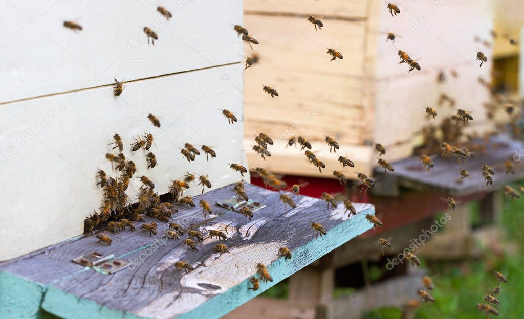 Honey bees are swarm.