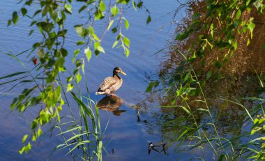 Göl üzerinde ördek.
